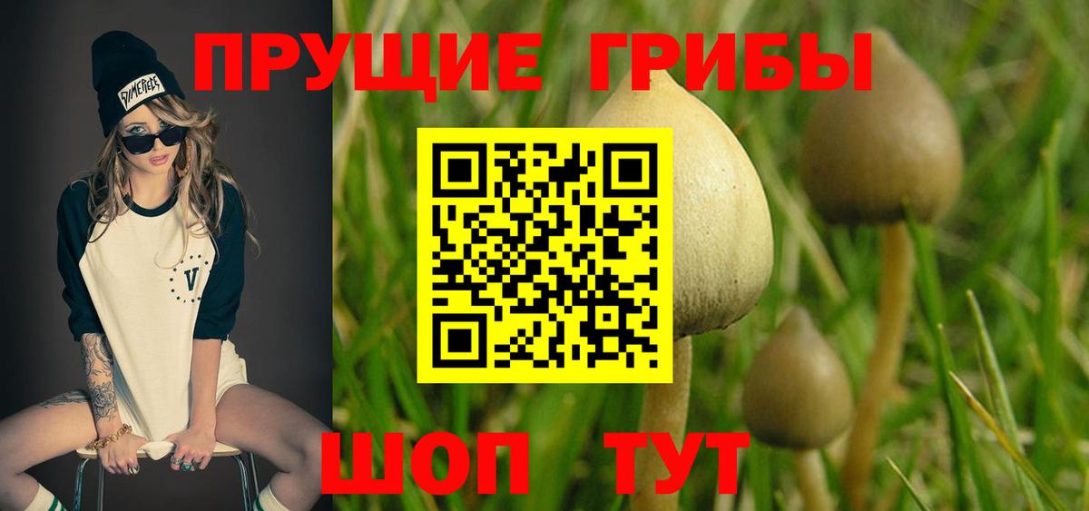 Псилоцибиновые грибы Psilocybine cubensis Урай